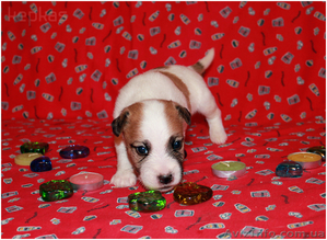 Джек рассел терьер,  щенки шоу-класса,  привозные крови #1001709