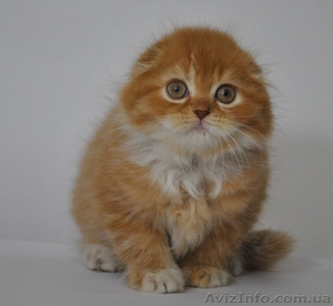 Котик,  хайленд-фолд из питомника #1006924