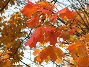 Клен остролистный h 3m - h 6m #1005974