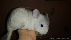Продам Шиншиллёнка Мальчика 2.5 месяца #1001650