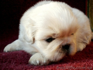 Супер щенки пекинеса!!! #1010679