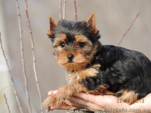  Продается щенок йоркширского терьера #1012946