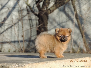 Продадается щенок померанского шпица #1012947