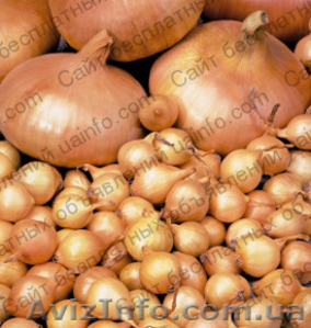 Продам Лук-севок #1006062