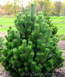 Новогодняя ёлка #1009577