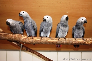 Жако краснохвостые – не ручные,  вольерного разведения #1002489