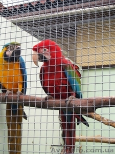 Ары зеленокрылые,  сине-желтые,  разводные пары #1005217