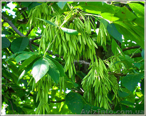 Ясень h 3m - h 6m #1005977