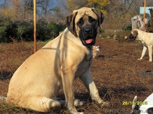 Продаются девочка английского мастифа #1012949