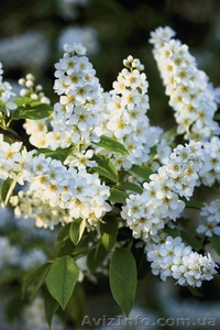 Черемуха обыкновенная h 3m - h 6m #1005976