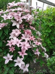 Продам саженцы клематисов по самым низким ценам #1012724