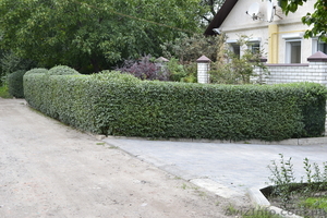 ЖИВУЮ ИЗГОРОДЬ