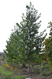 Тополь пирамидальный(который не пускает ПУХ) h 3m - h 6m #1005979