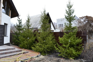 Ель зеленая « Europe » ( h 3м – h 10м )  #1006002