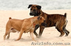 бурбуль для племенного разведения #1002483