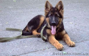 подрощенный щенок немецкой  овчарки #925004