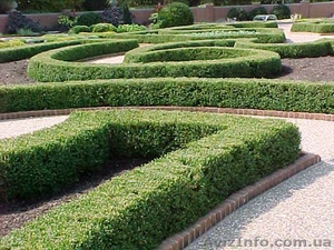 Стрижка живой изгороди и других кустарников! ! ! #1006013