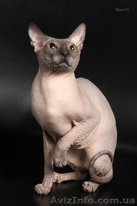 Донской сфинкс. Вязка #1003608