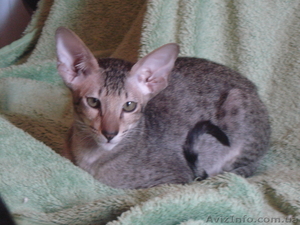 Ориентальные леопардовые котята #1002573