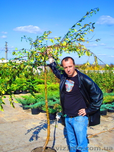 Декоративно-лиственные плакучие формы на штамбе ( h 1. 50m – h 2. 50m ) #1006006