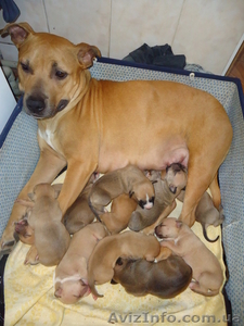 продам щенков стафа #1007129