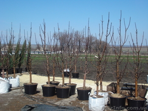 Плодовые растения - Черешня,  вишня,  персик,  абрикос,  слива,  яблоня... #1007309
