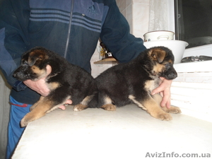 породистые щенки немецкой овчарки c отличной родословной #1006706