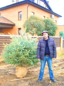 Ель голубая « Engeimannii » (h 1.50м – h 1.70м) #1006000