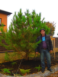 Сосна крымская длиннохвойка « Creed » ( h 1. 70м – 2. 00м )  #1006004