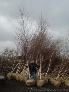 Береза h 3m - h 6m #1005989