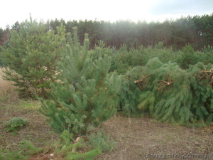 Сосна новогодняя #1002919