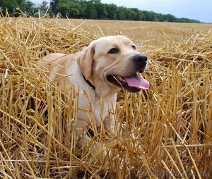  палевые щенки лабрадора #1011583