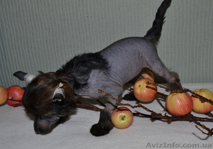 КХС-Ваш талисман,  от беды хранящий! #1008475