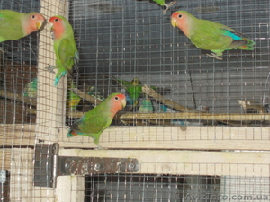 неразлучники.кореллы. волнистые #1011539