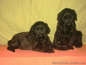  Ризеншнауцера щенки #1012965