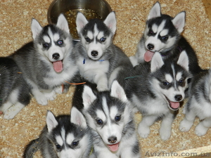 Лучший подарок и друг для всей семьй Сибирский Хаски #1007992