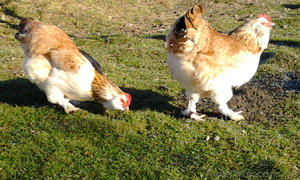 Инкубационное яйцо кур породы-Фавероль #1014161