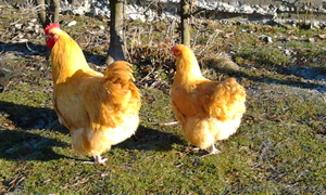 Инкубационное яйцо кур породы Орпингтон жёлтый #1014167