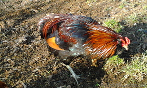 Инкубационное яйцо кур породы-Араукан #1014165