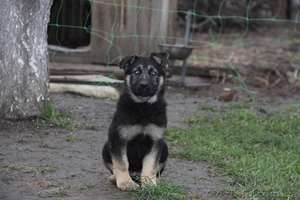 Продам чудесных щенков немецкой овчарки #1003417