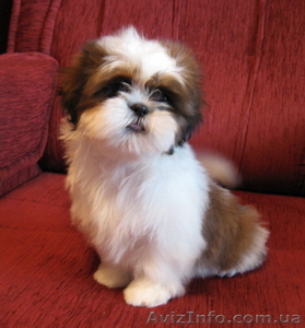 маленькие  щенки ши-тцу.  #1009547