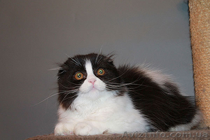 шотландские котята скоттиш фолд. страйт,  хайленд #893045