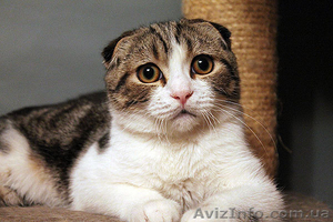 Котята скоттиш страйт,  фолд,  хайленд #1004972