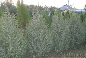 Можжевельник обыкновенный  200-240 см #1004444