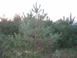 Сосна обыкновенная 300-340см #1004457