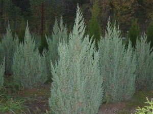 Можжевельник китайский Стрикта 140-160см #1004451