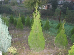 Туя западная Смарагд 300-350 см #1004443