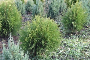 Туя западная Ховей 140-160 см #1004429