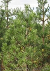 Сосна крымская 280-320см #1004455