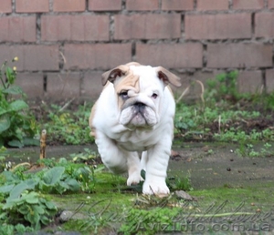 Щенки английского бульдога от интер-чемпиона #1001982